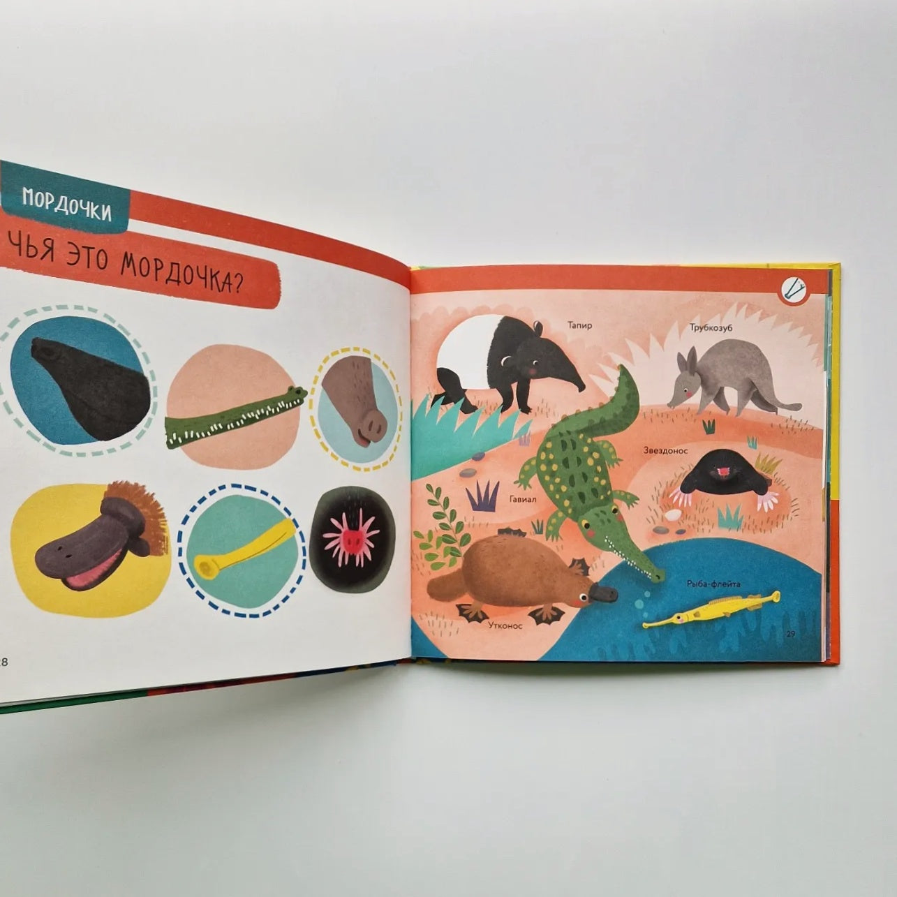 Чей это нос? Чей это хвост?