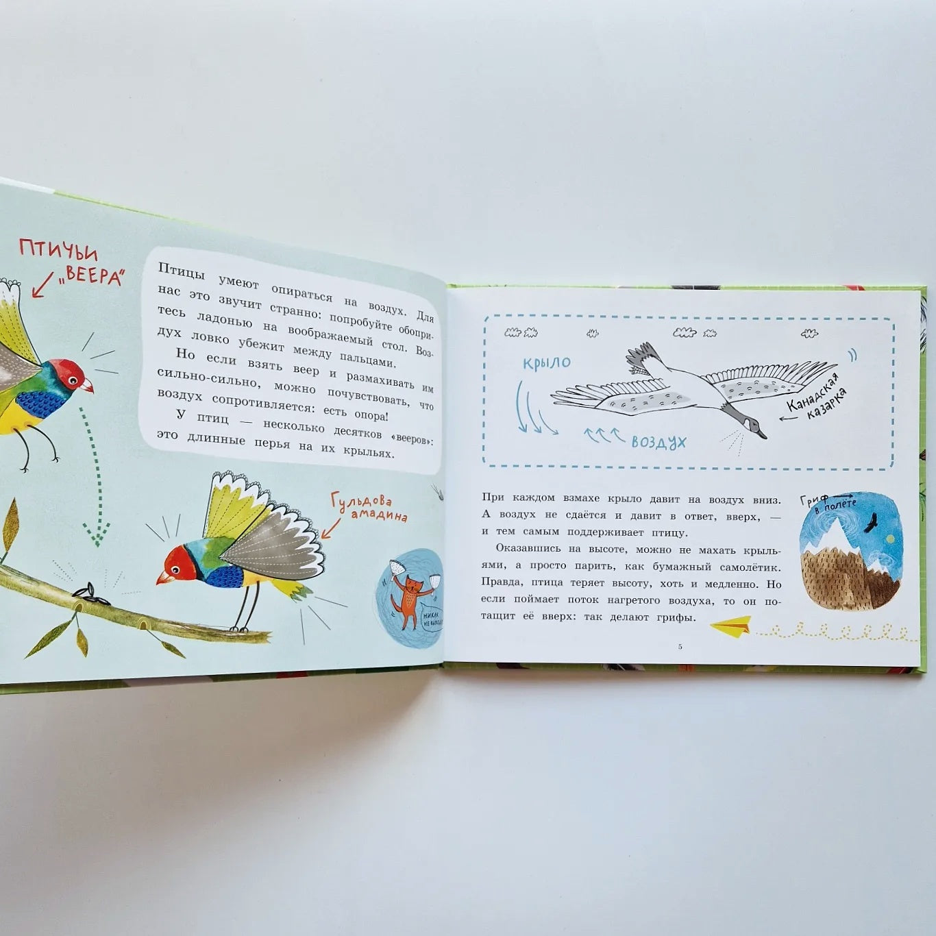 Почему птицы не падают?