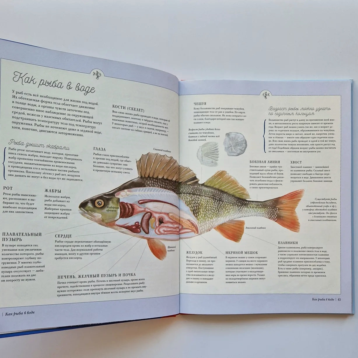 Moomins on a fishing trip