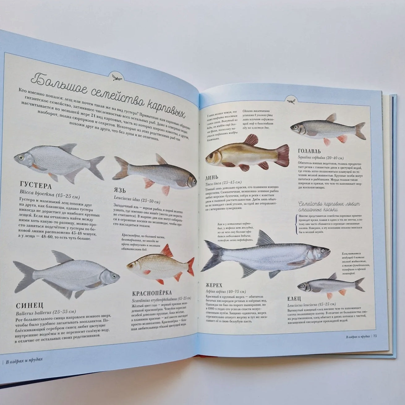 Moomins on a fishing trip