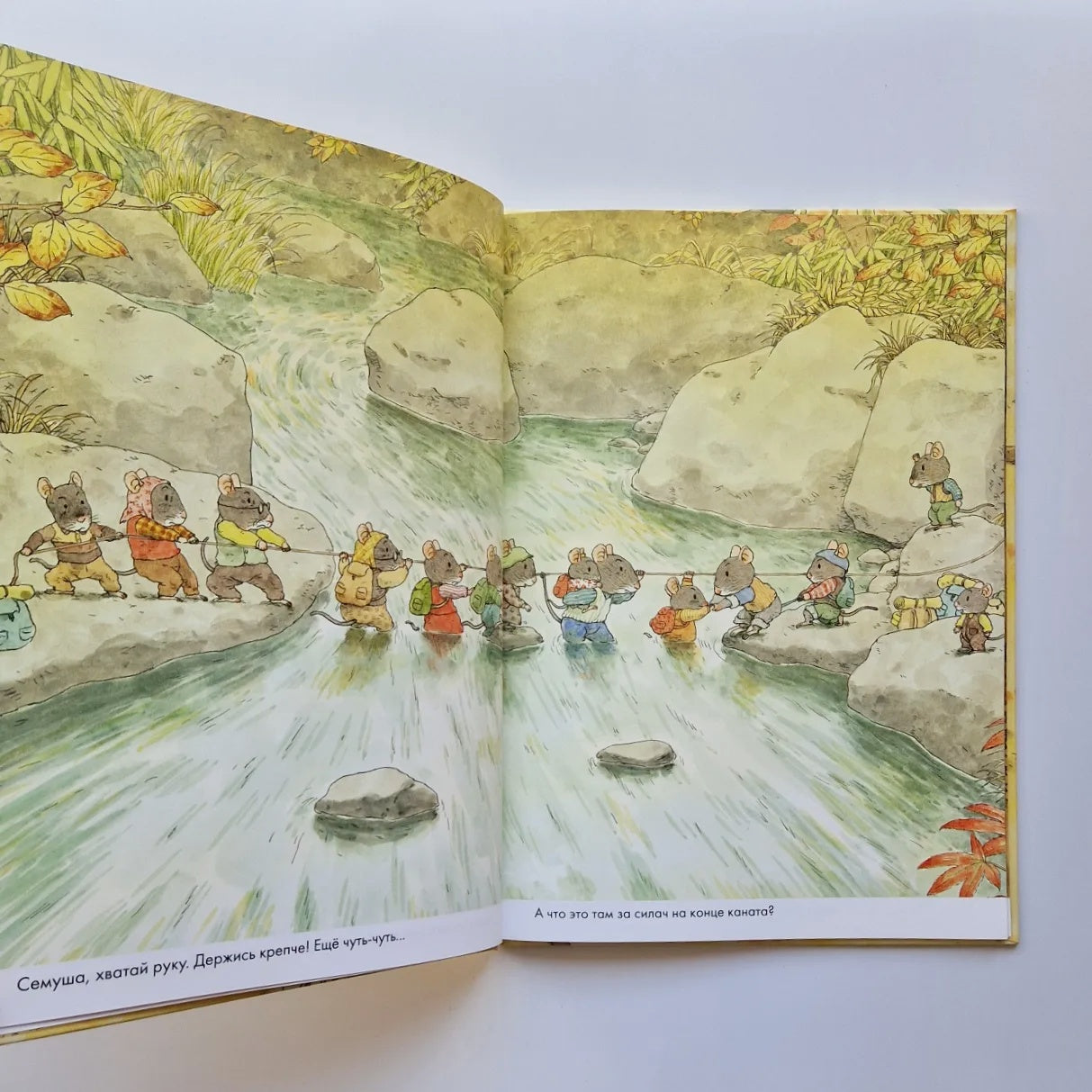 14 Wood Mice. Moving