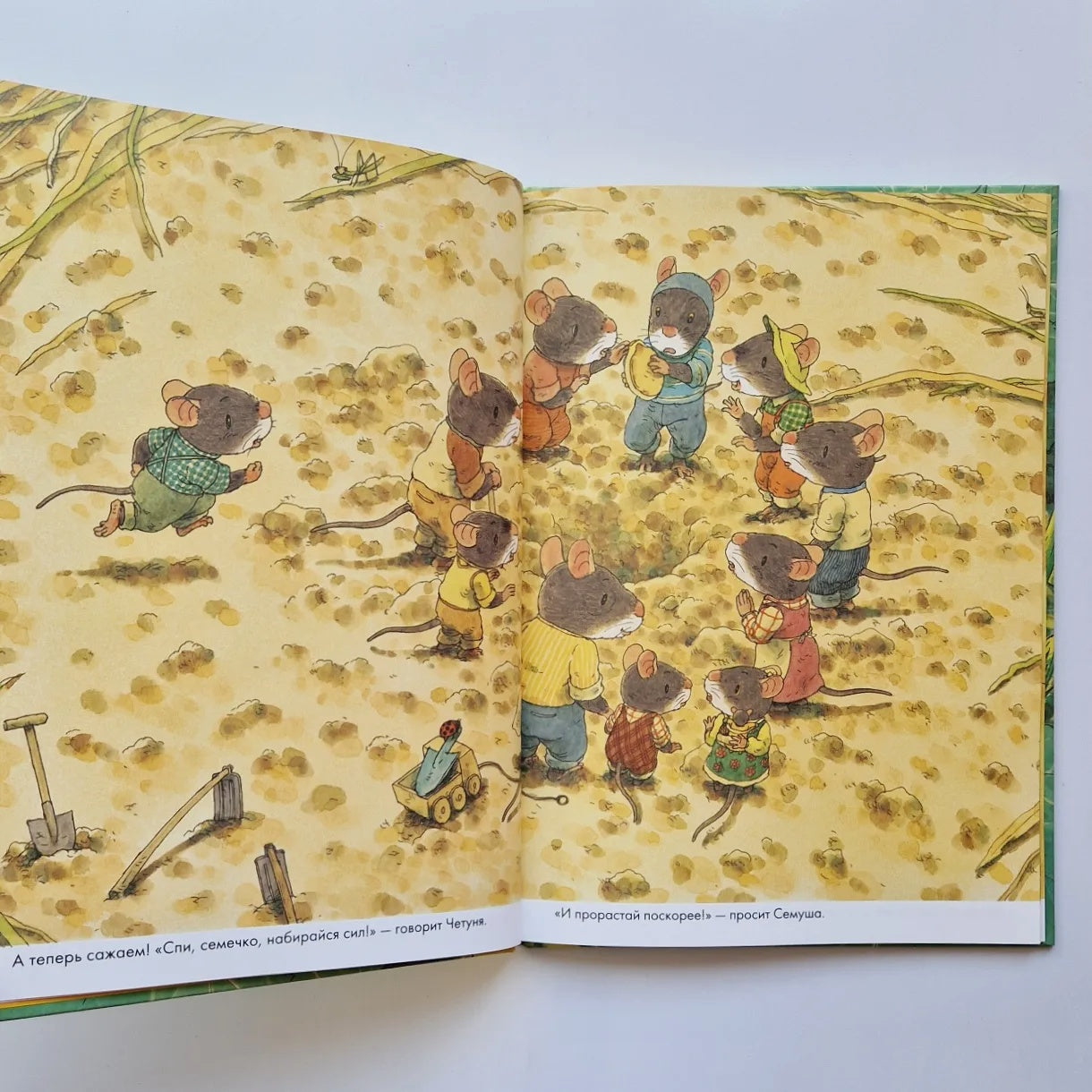 14 wood mice. Pumpkin