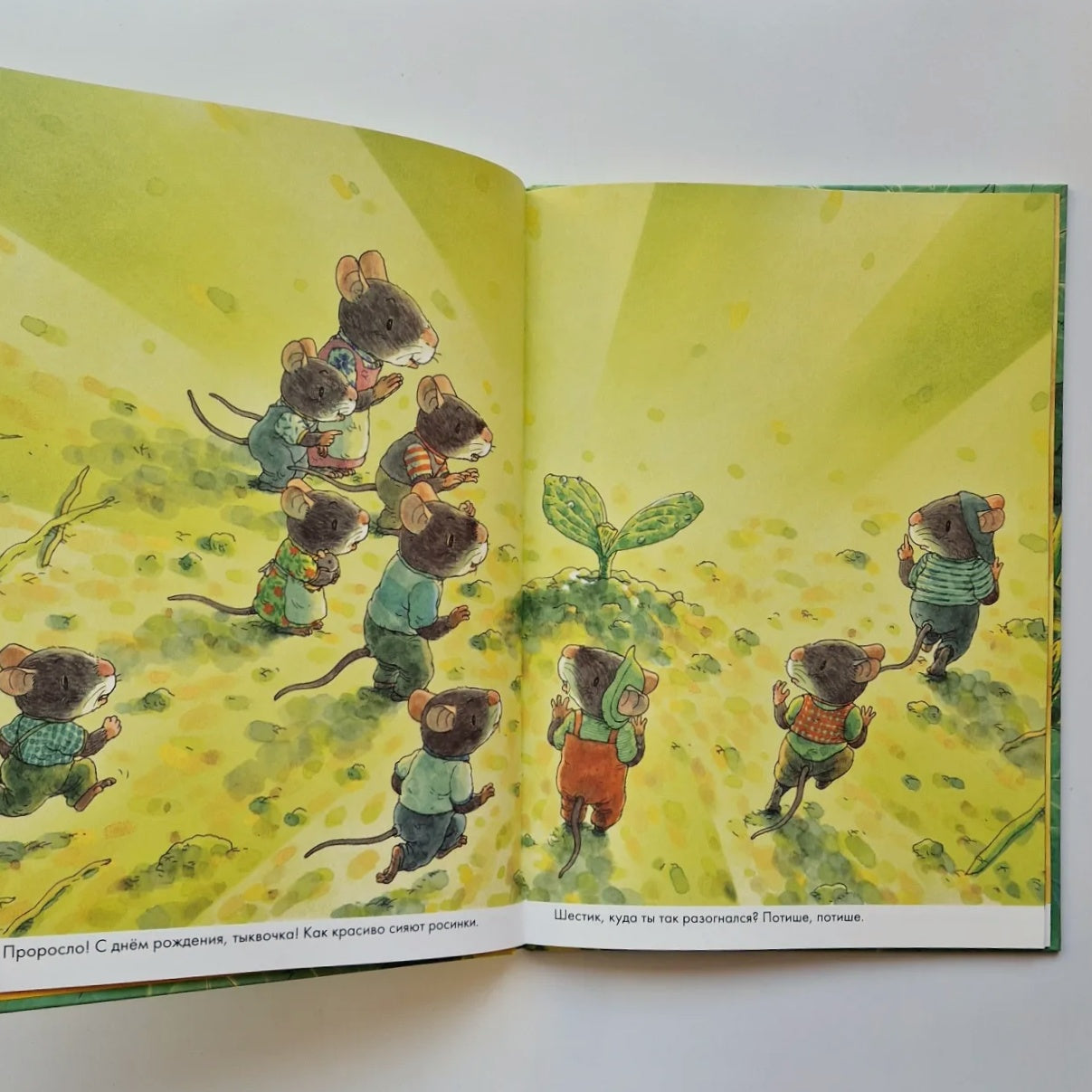 14 wood mice. Pumpkin