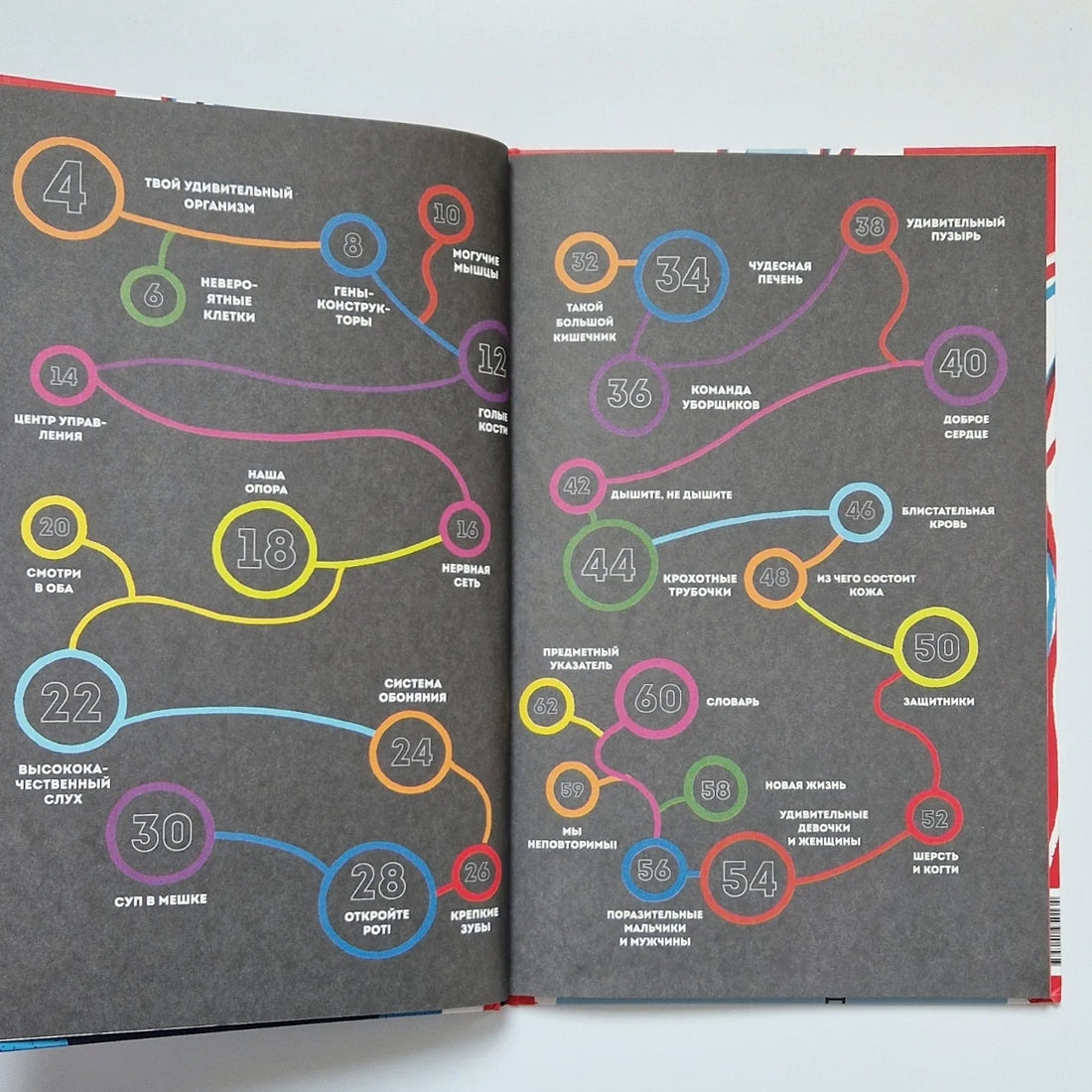 Тело человека. Как работает наш удивительный организм