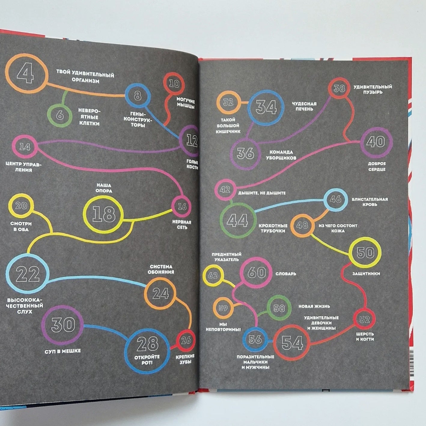 Тело человека. Как работает наш удивительный организм