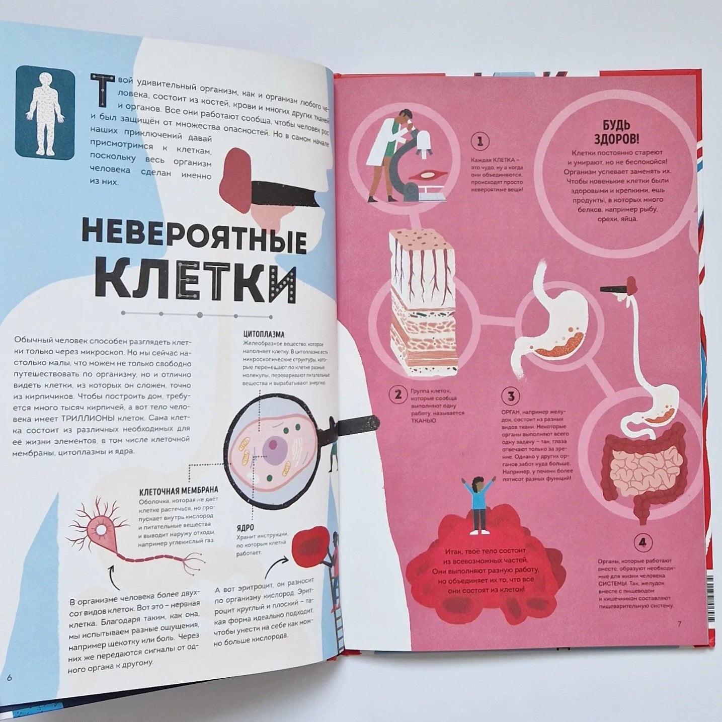 Тело человека. Как работает наш удивительный организм