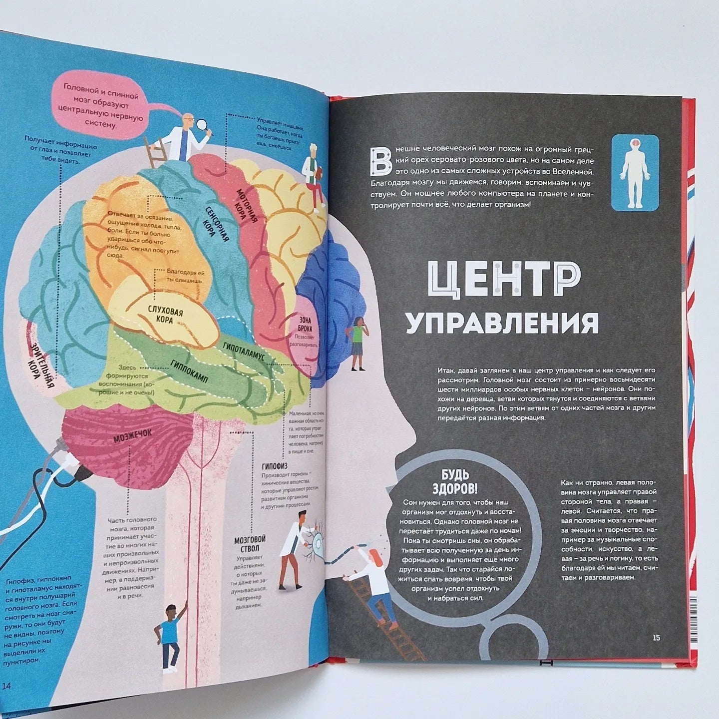 Тело человека. Как работает наш удивительный организм