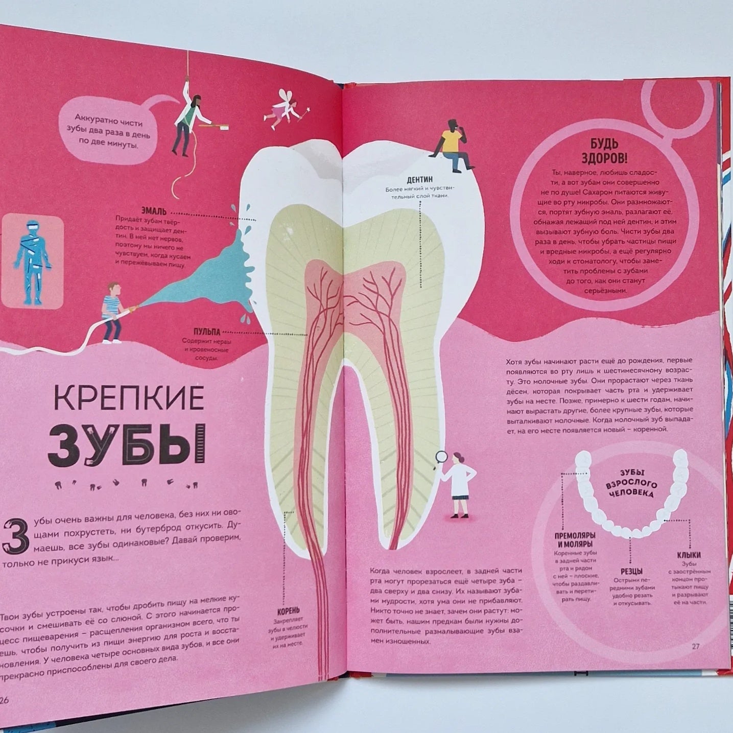 Тело человека. Как работает наш удивительный организм