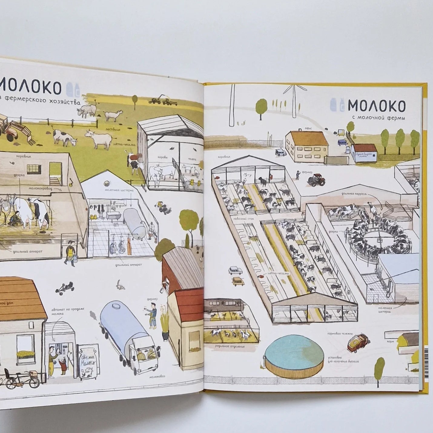 Where does food come from? 