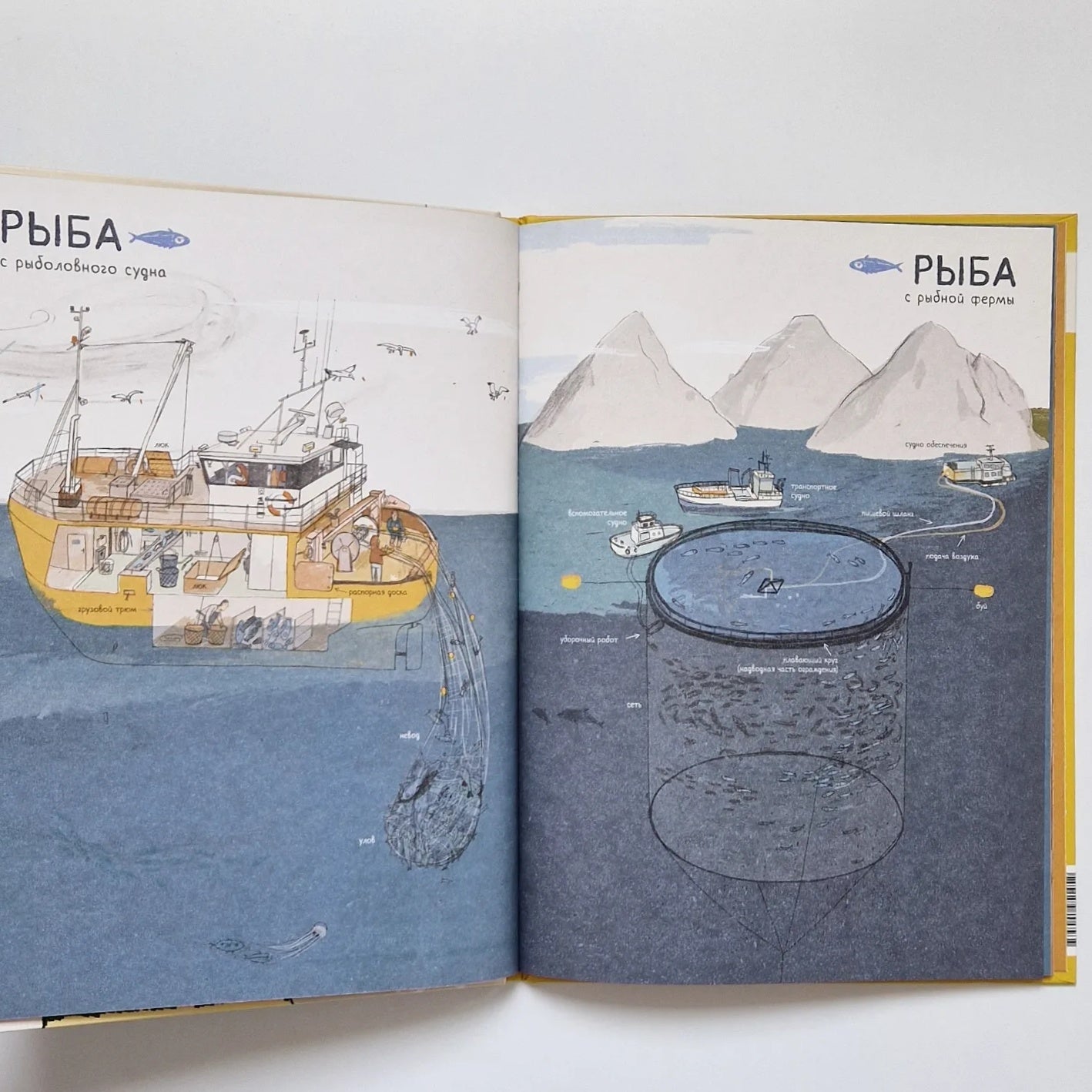 Where does food come from? 