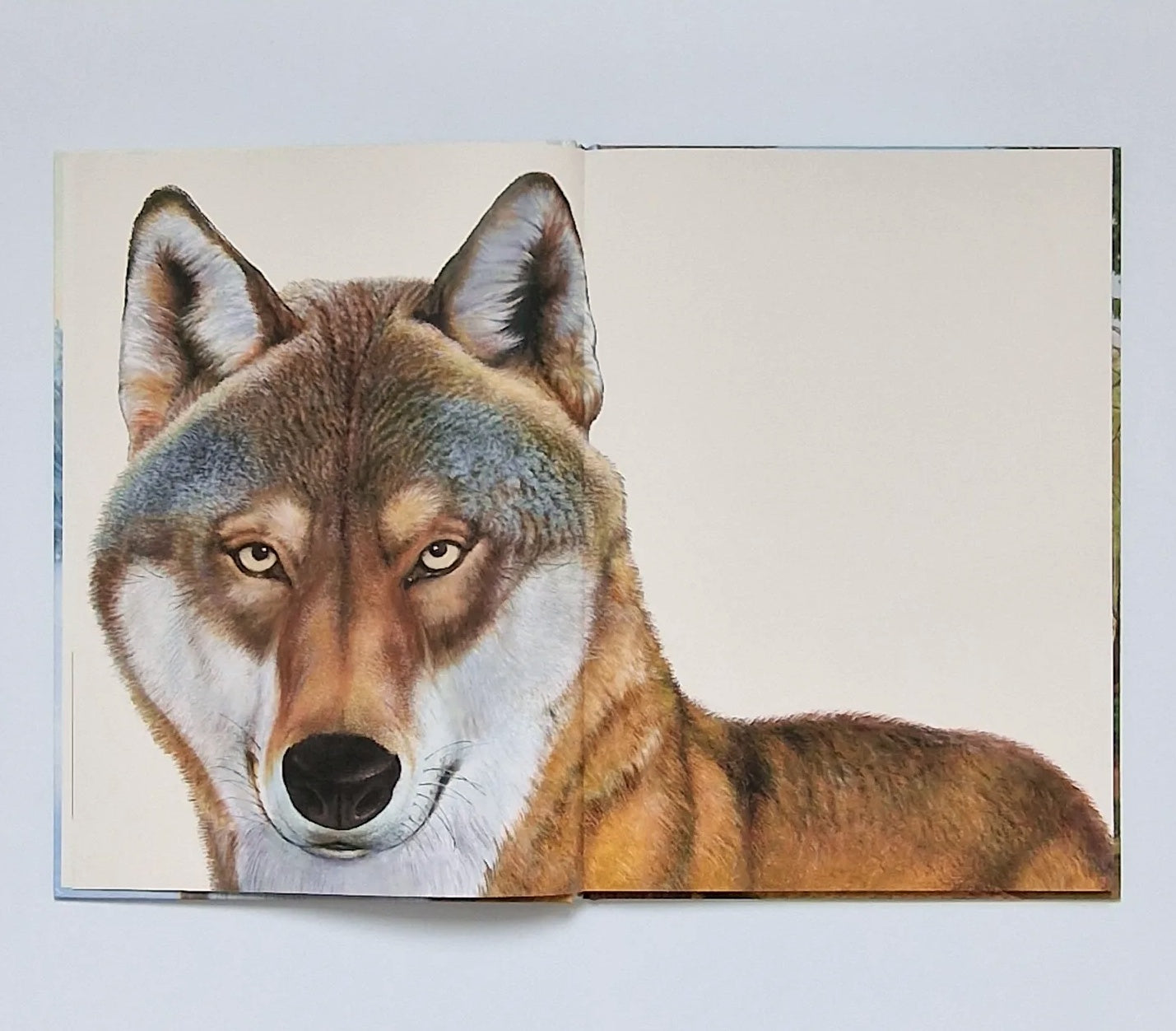 Лесные животные в натуральную величину