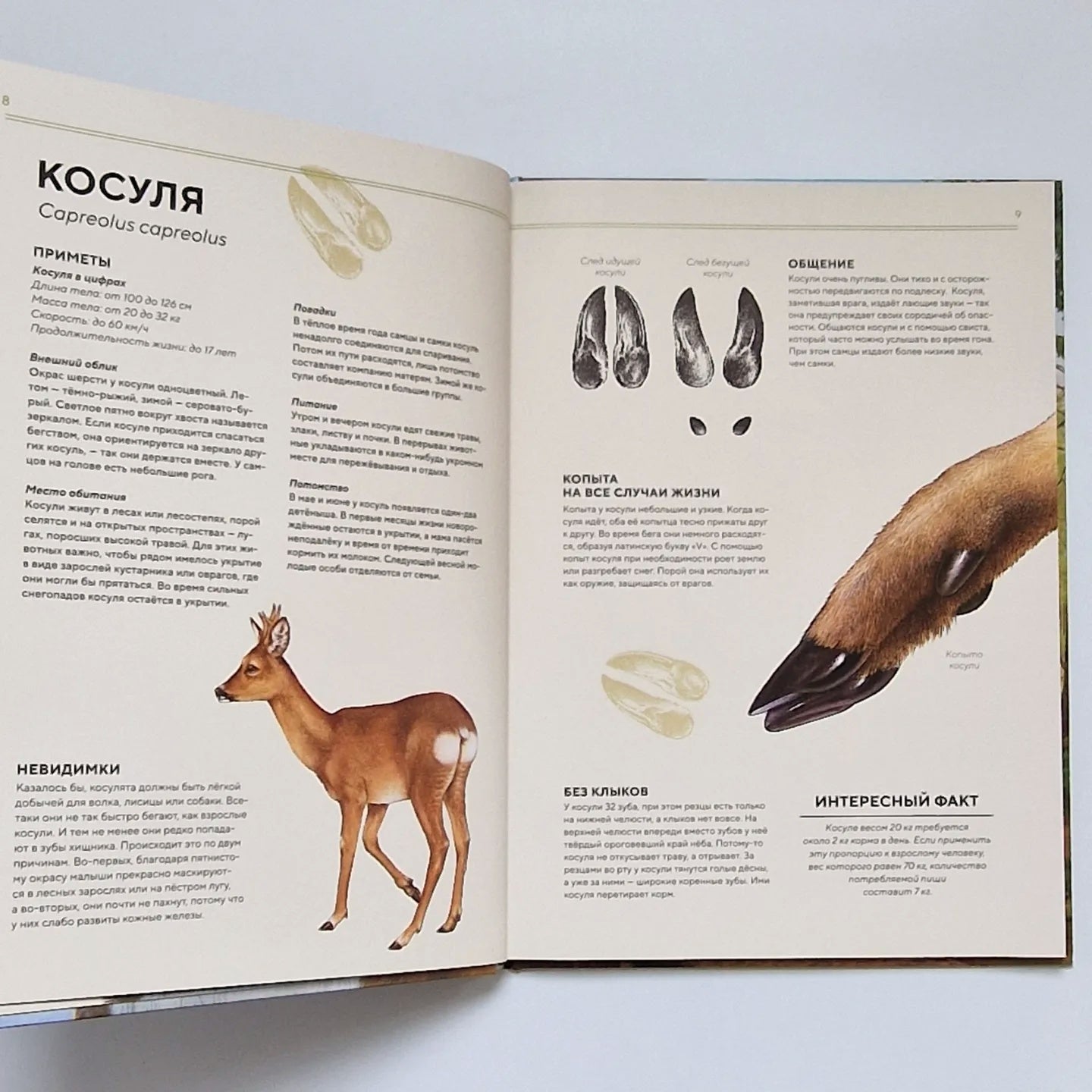 Лесные животные в натуральную величину