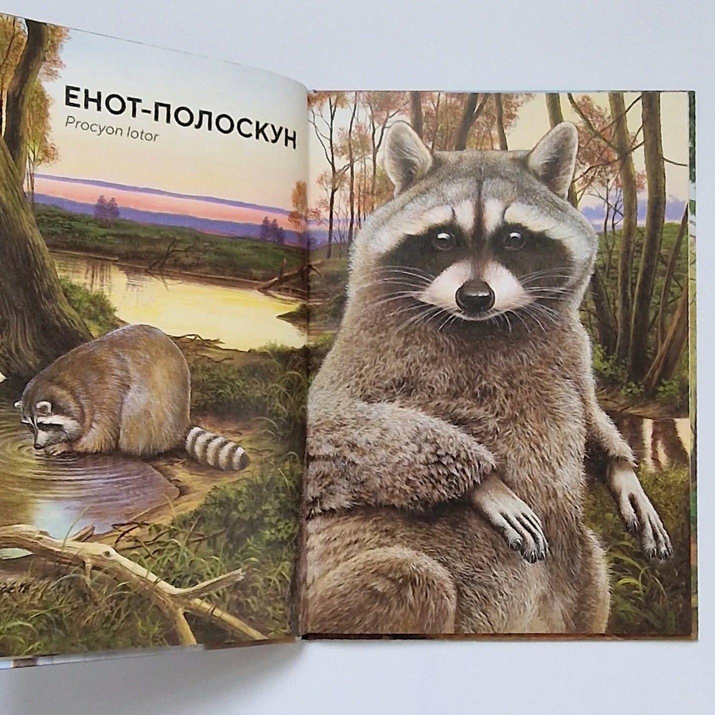 Лесные животные в натуральную величину