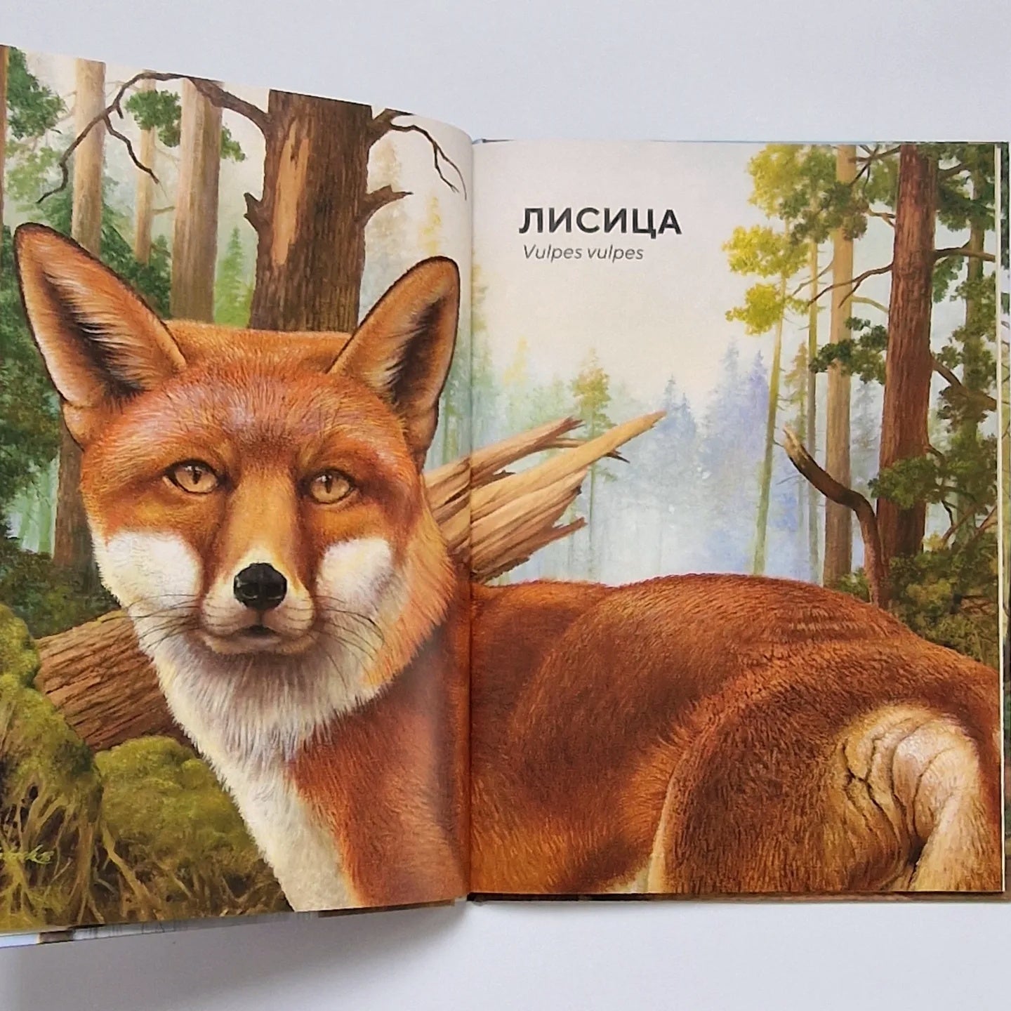 Лесные животные в натуральную величину