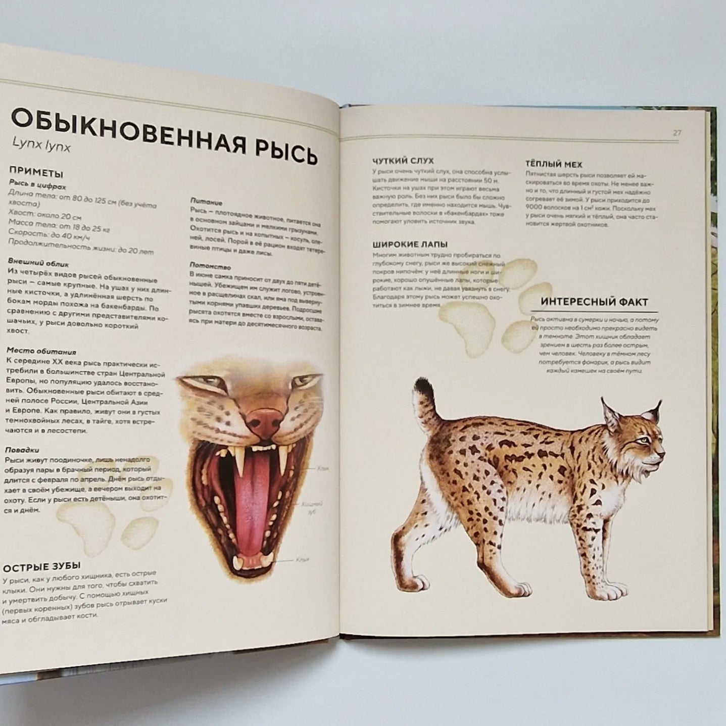 Лесные животные в натуральную величину