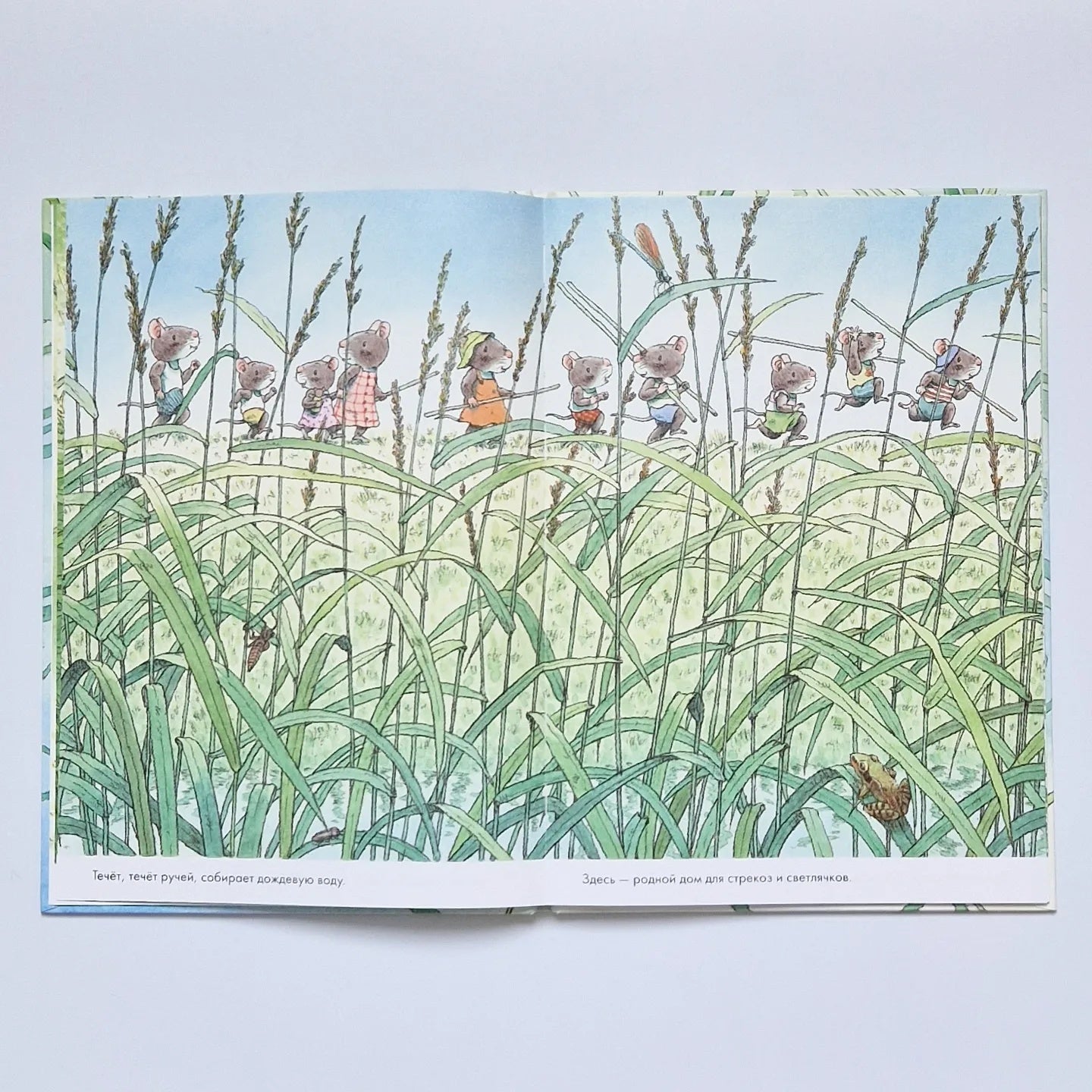 14 лесных мышей. Стрекозиный пруд