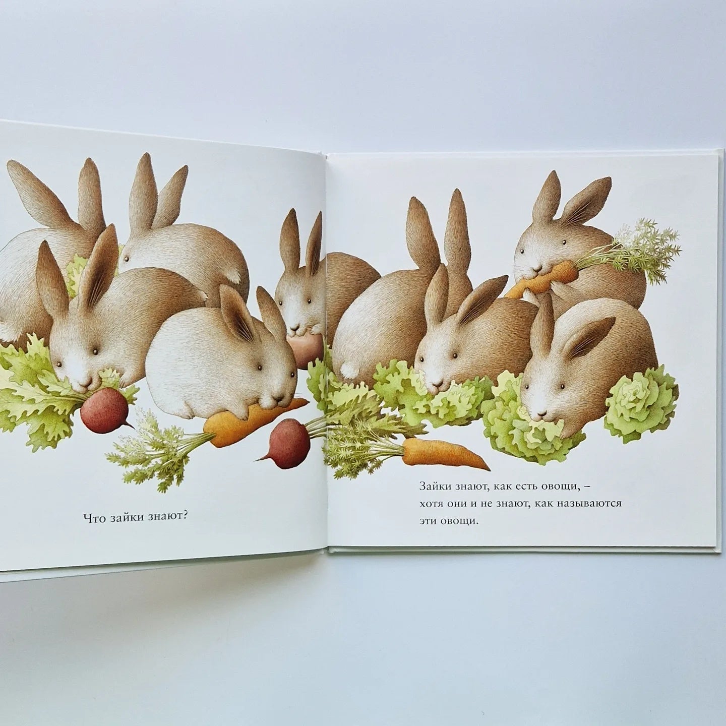 Зайкины сны