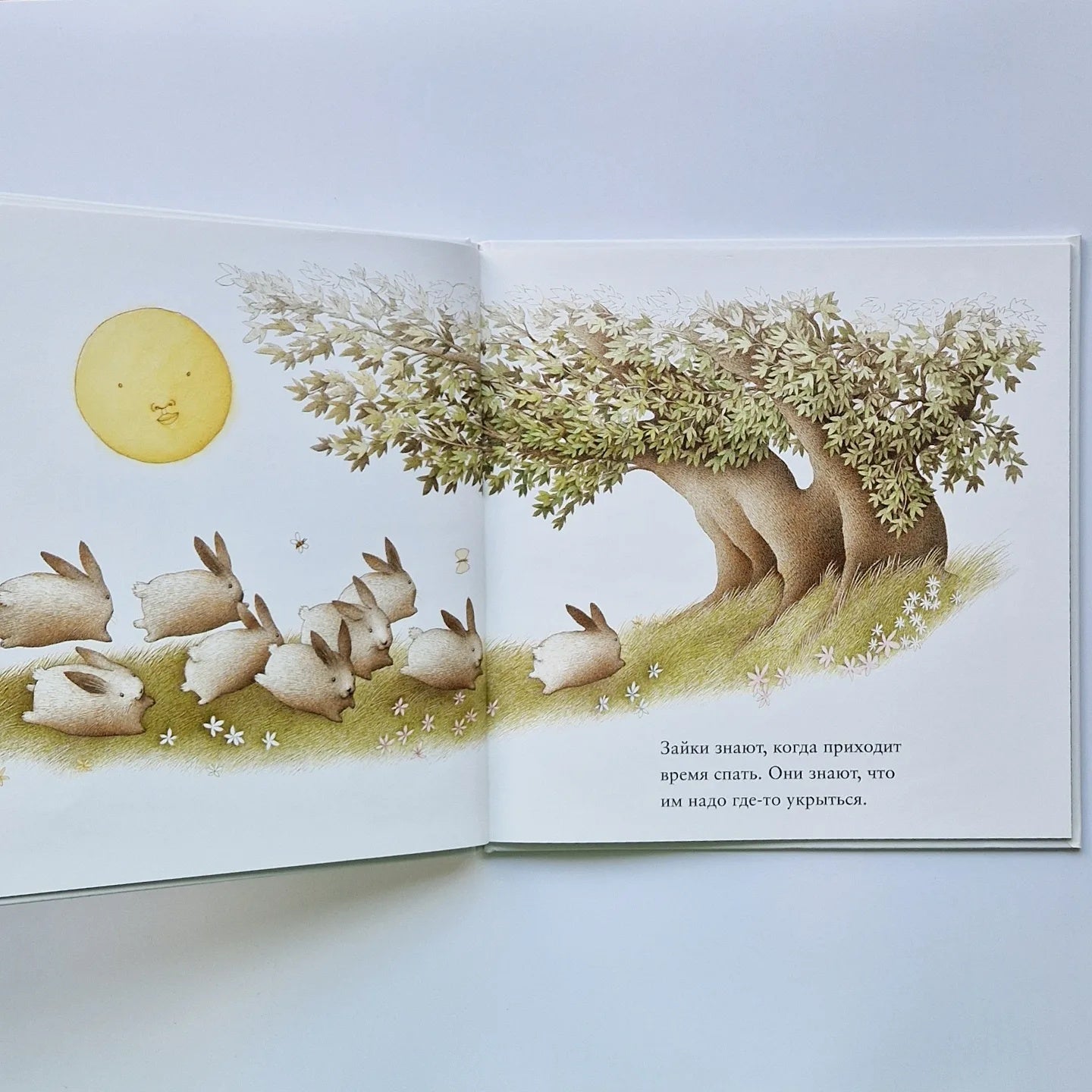 Зайкины сны