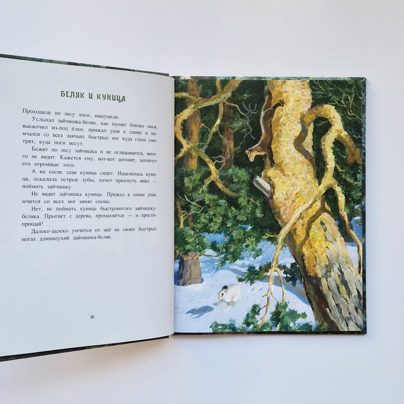 A Year in the Forest 