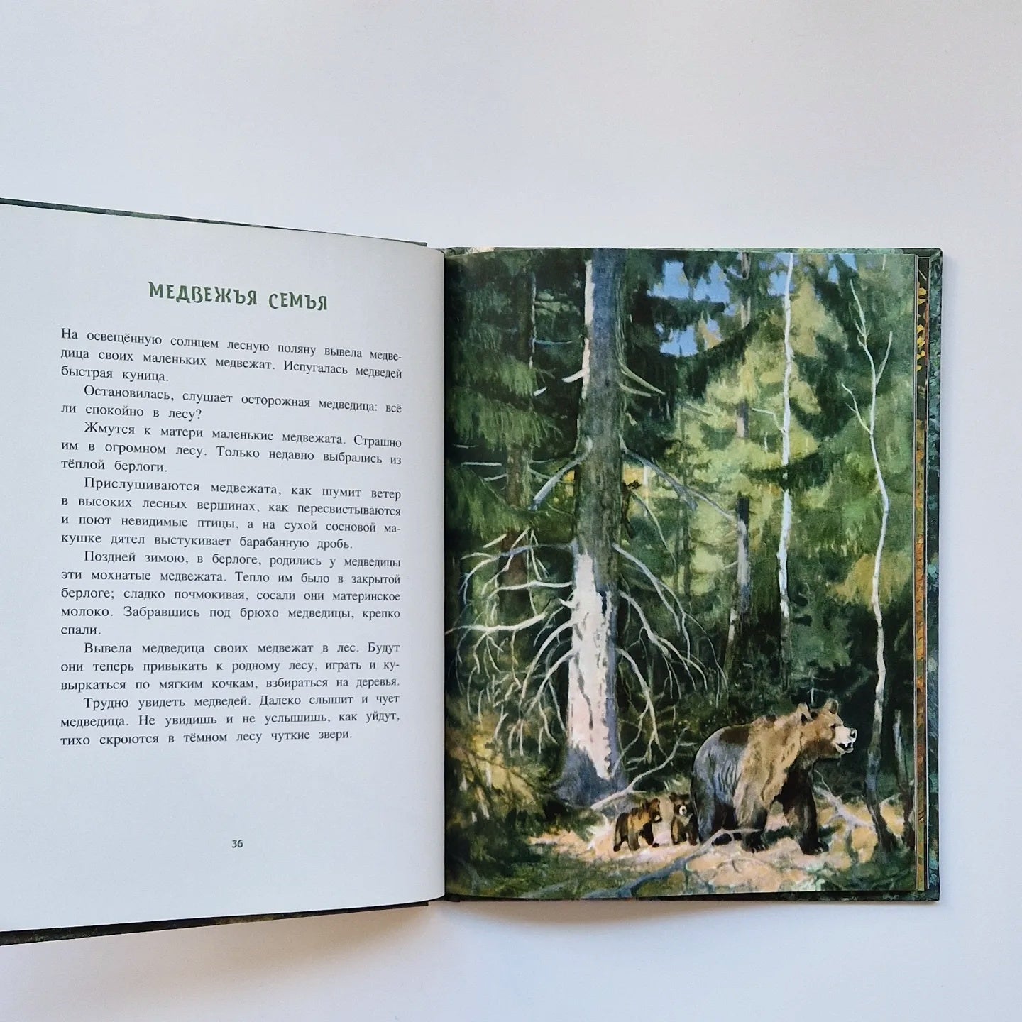 A Year in the Forest 