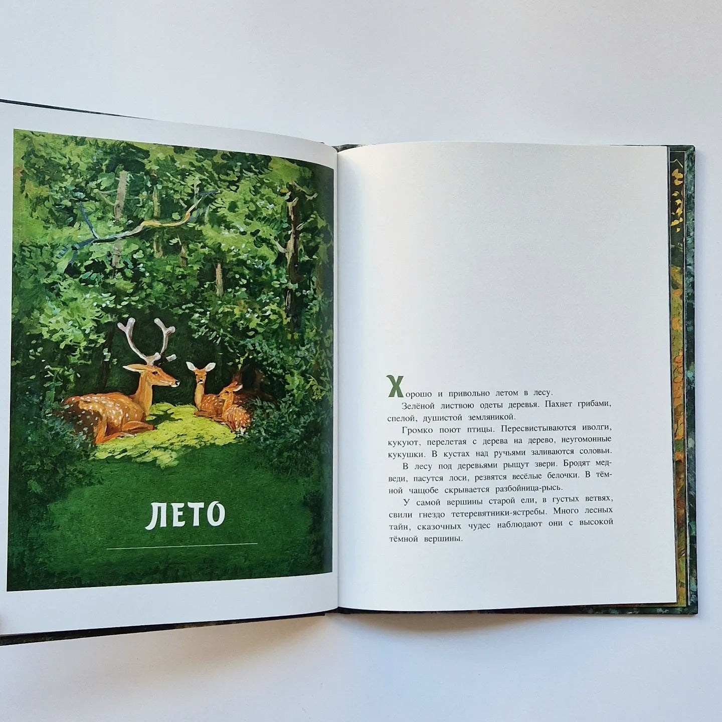 A Year in the Forest 