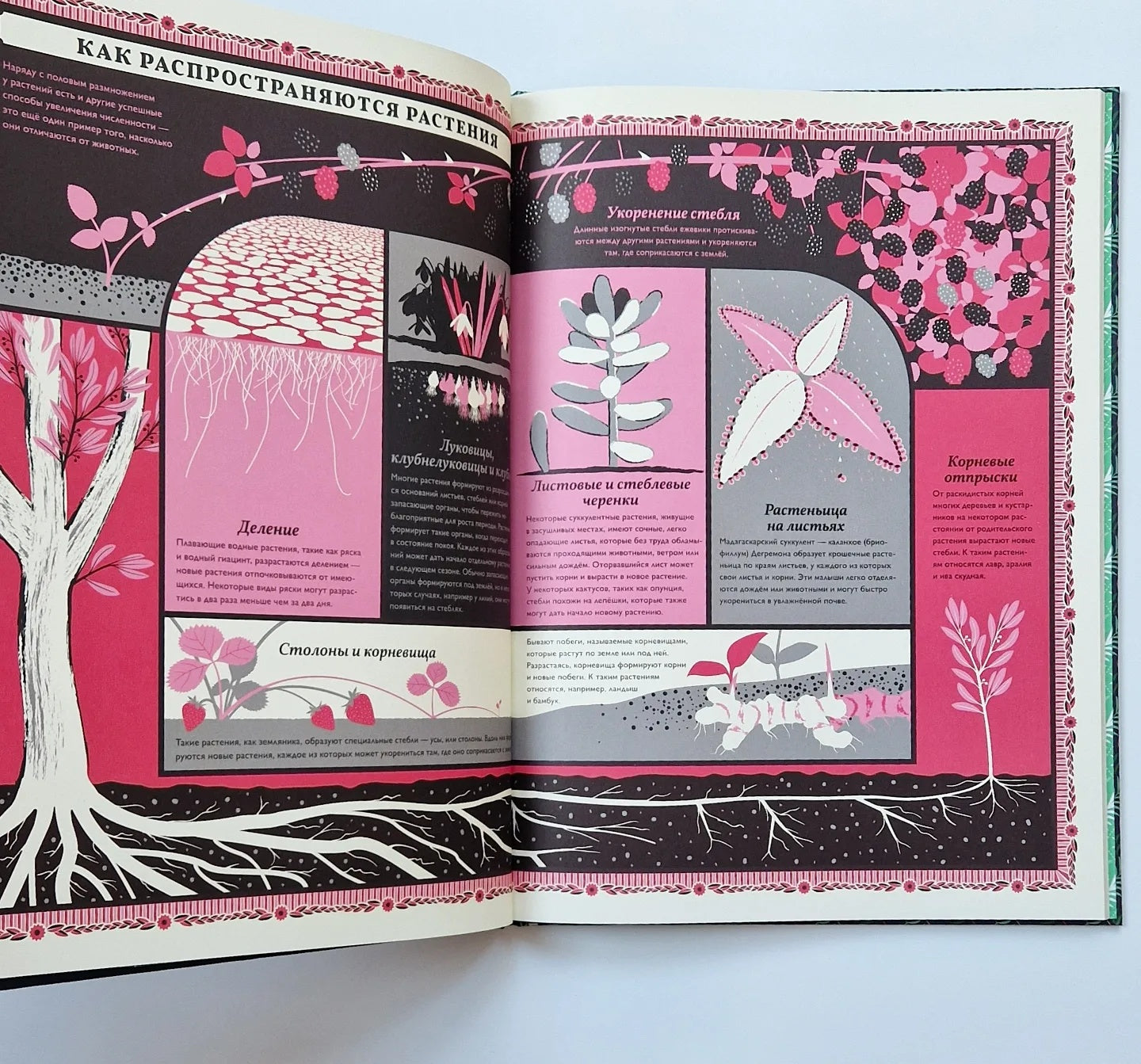 Мир растений