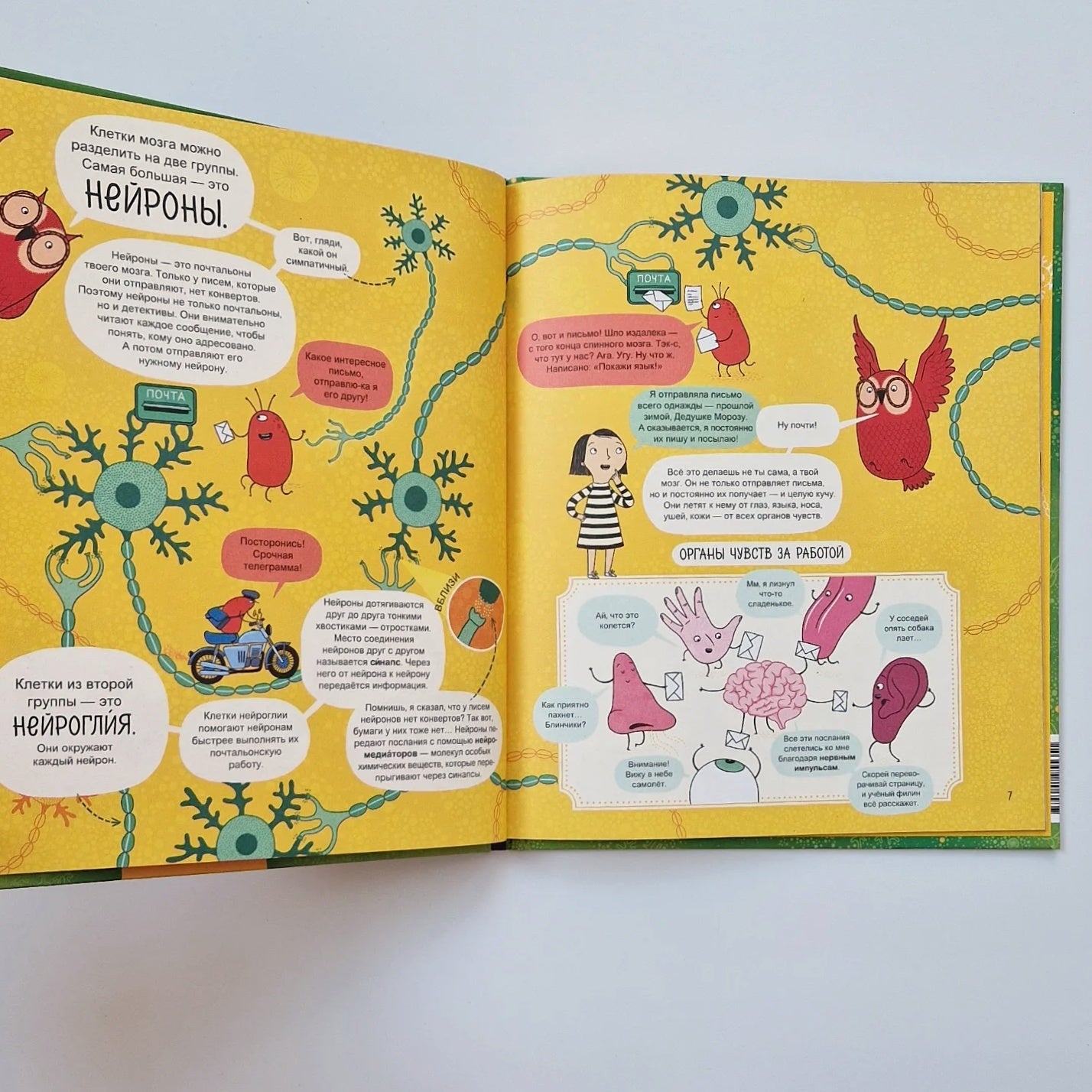 Твой мозг. Книга-экскурсия. Первое знакомство