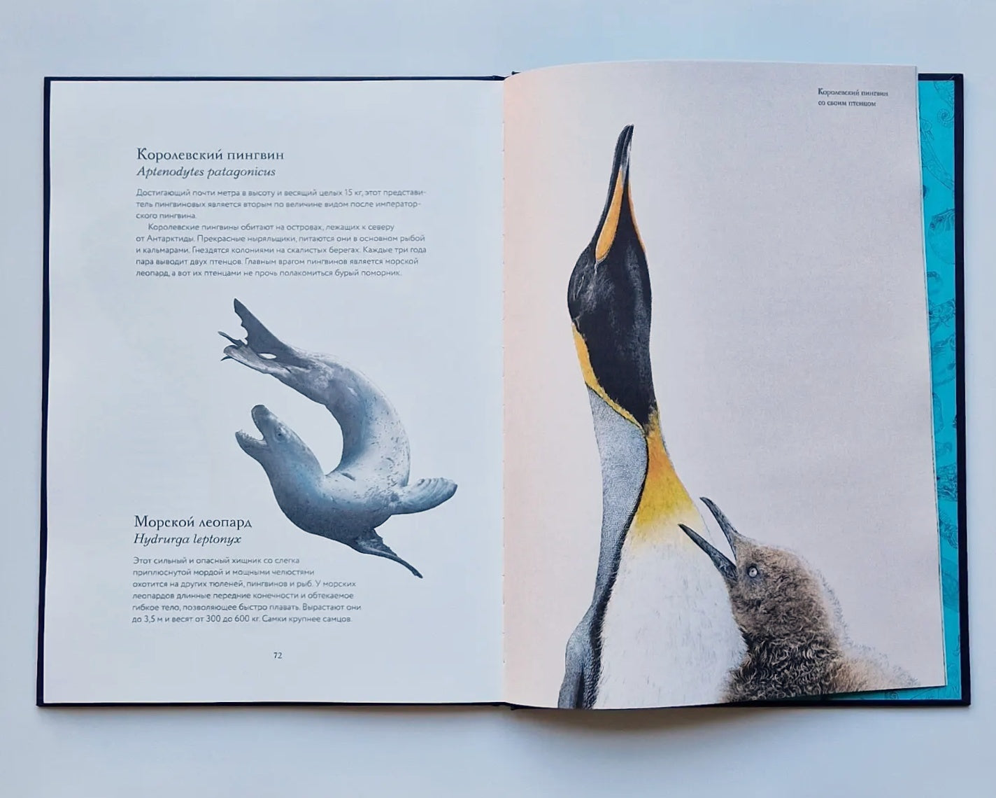 Океан и его обитатели