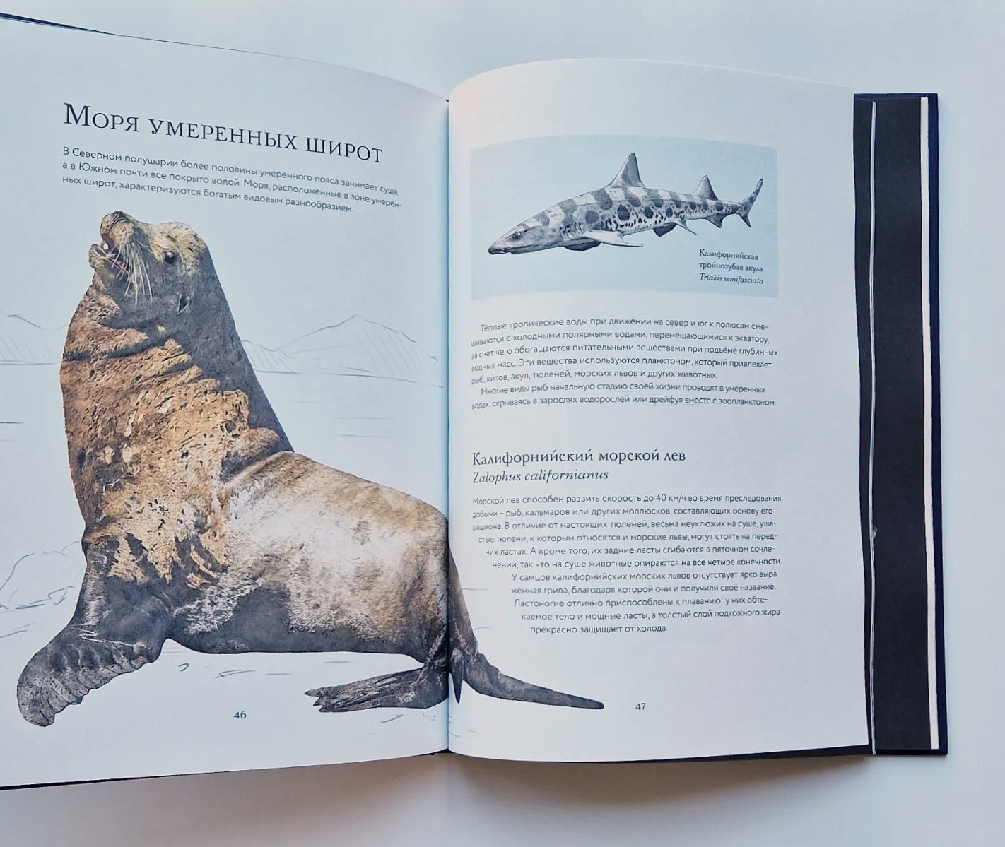 Океан и его обитатели