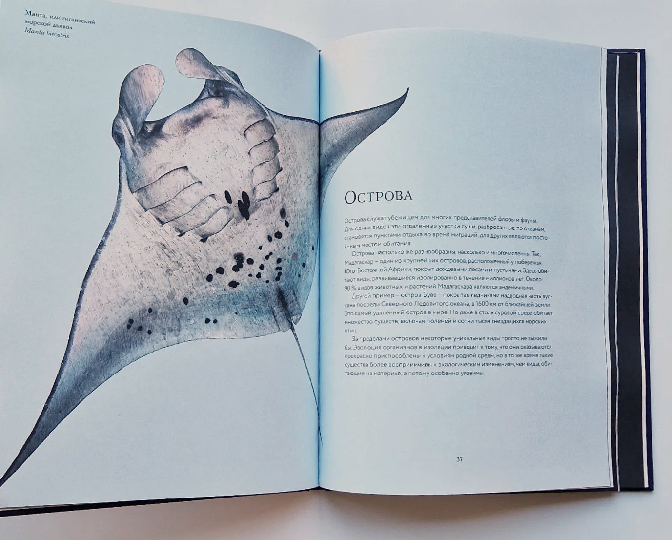 Океан и его обитатели