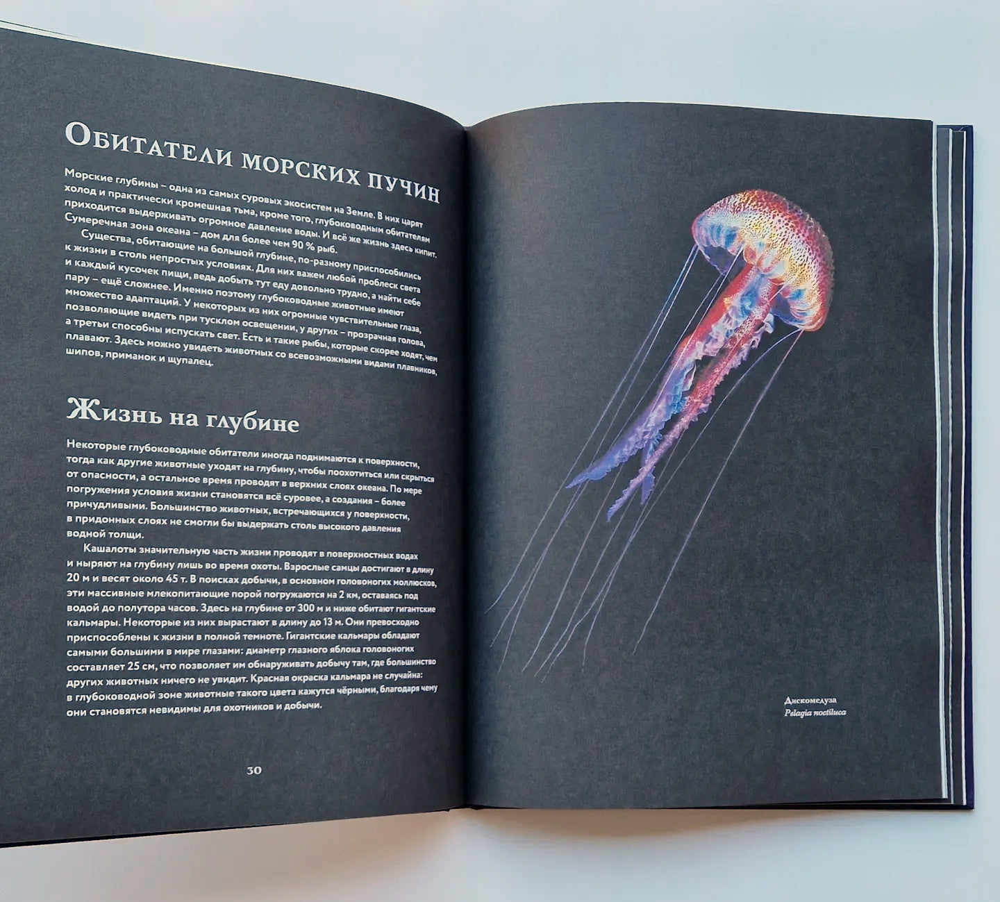 Океан и его обитатели