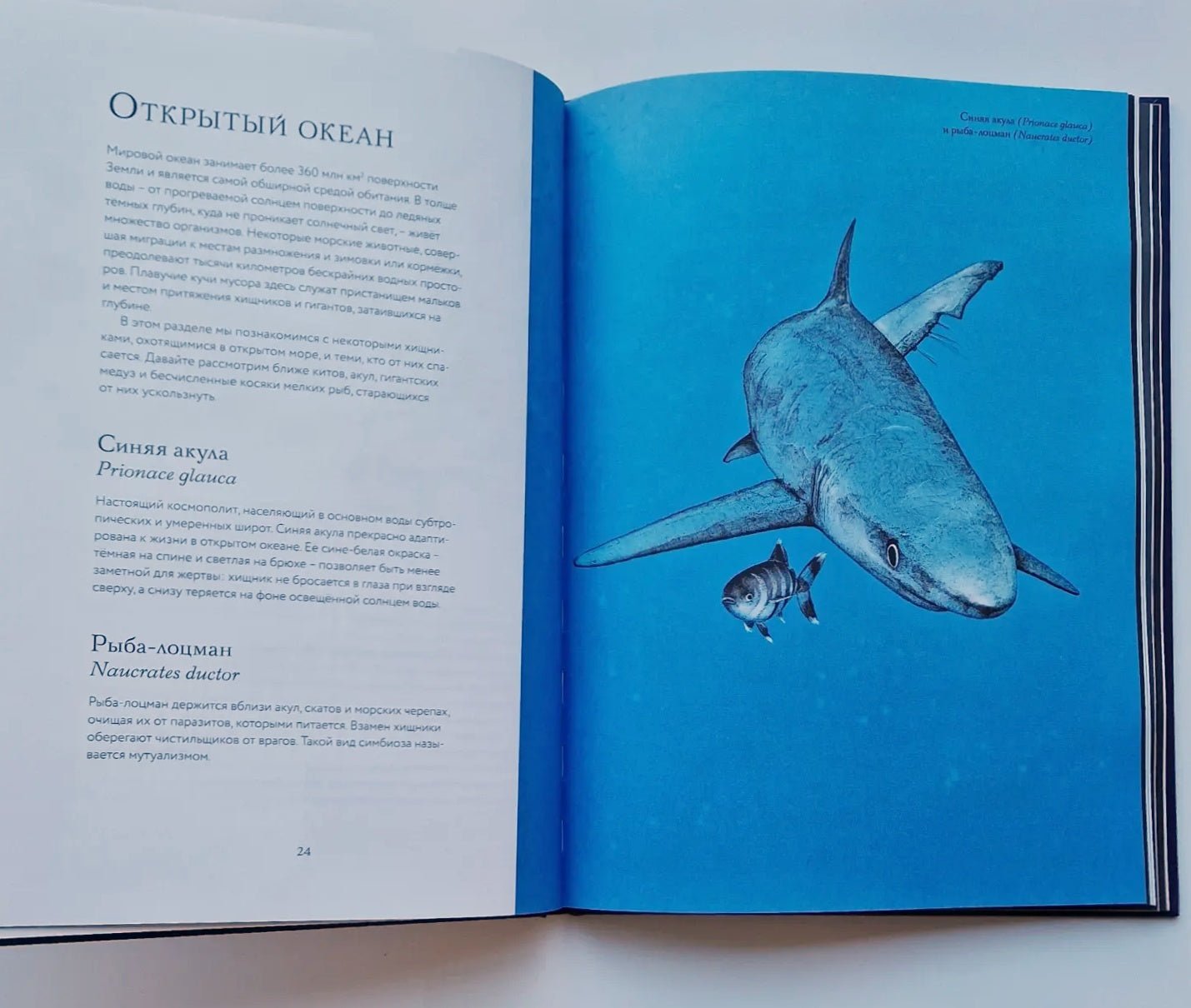 Океан и его обитатели