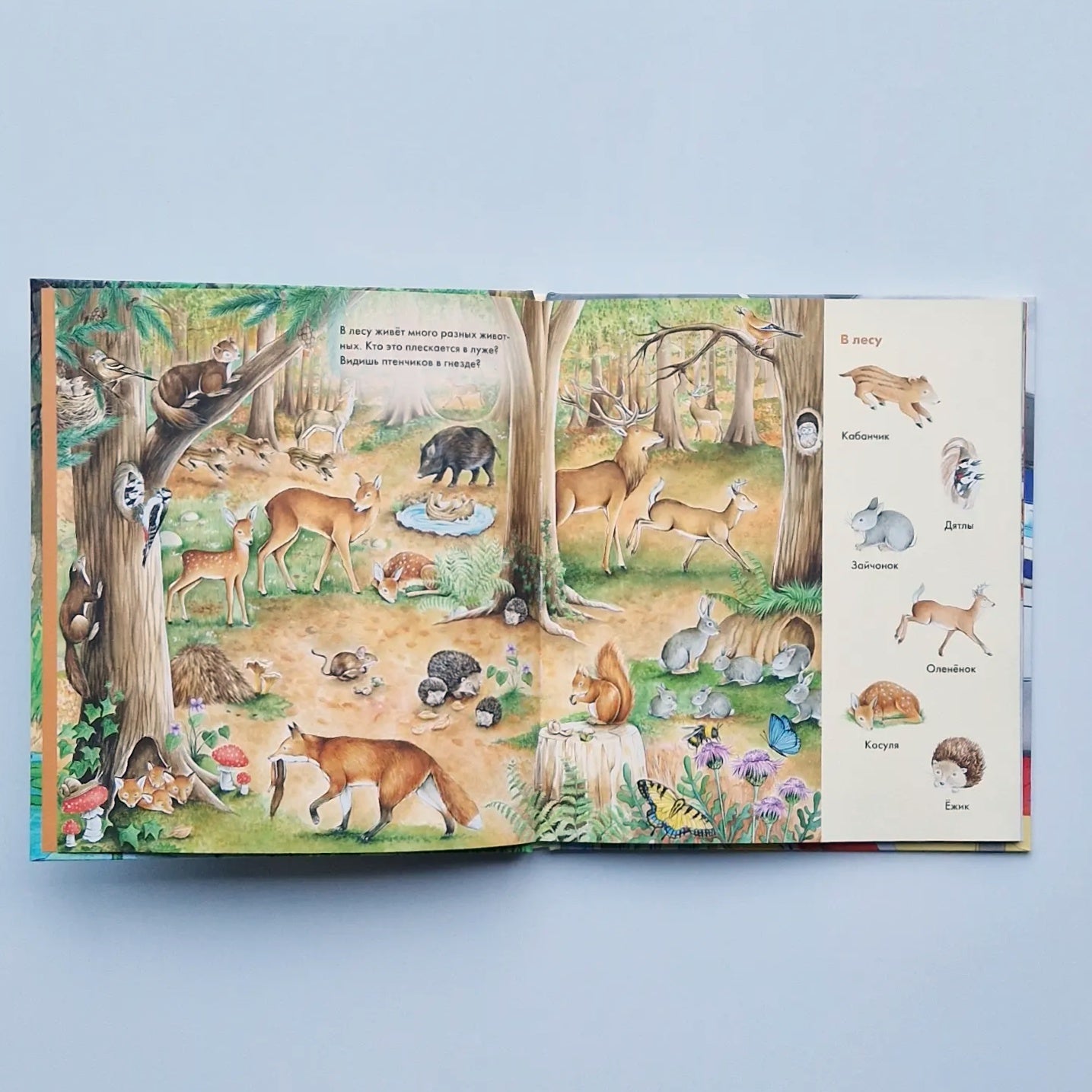 Весёлые пряталки. Транспорт. Зверята