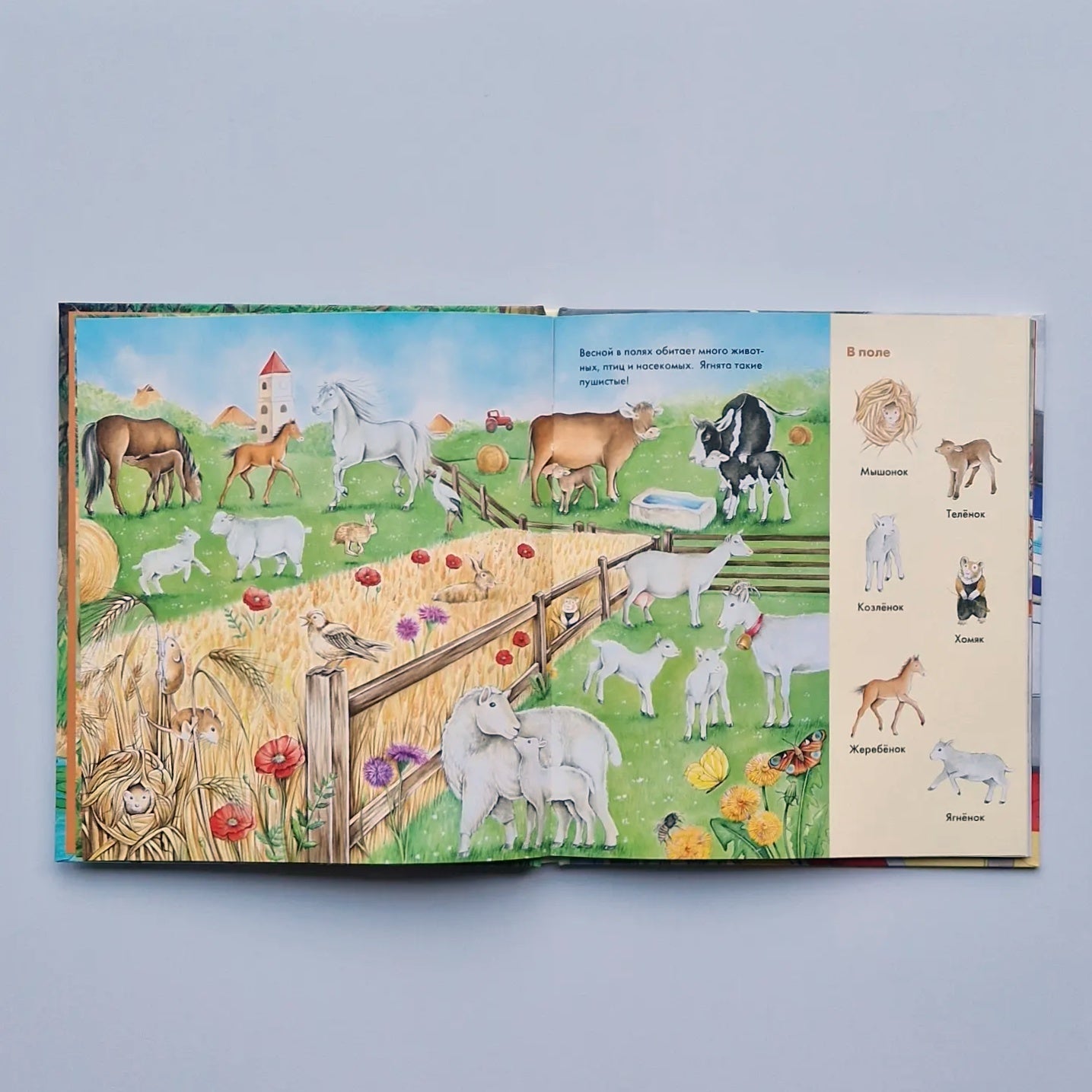 Весёлые пряталки. Транспорт. Зверята