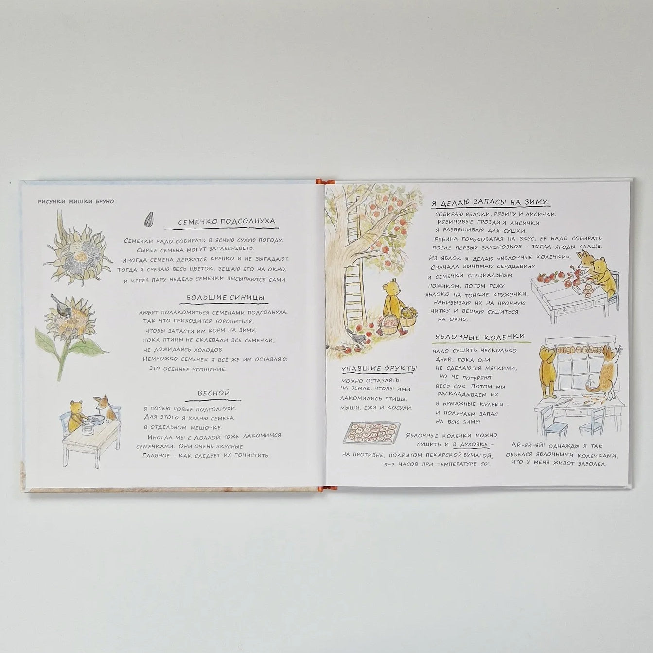 Autumn of Bruno the Bear