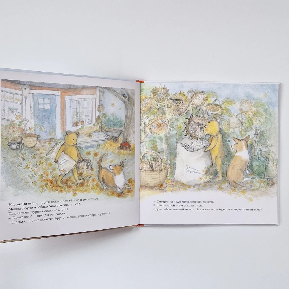 Autumn of Bruno the Bear