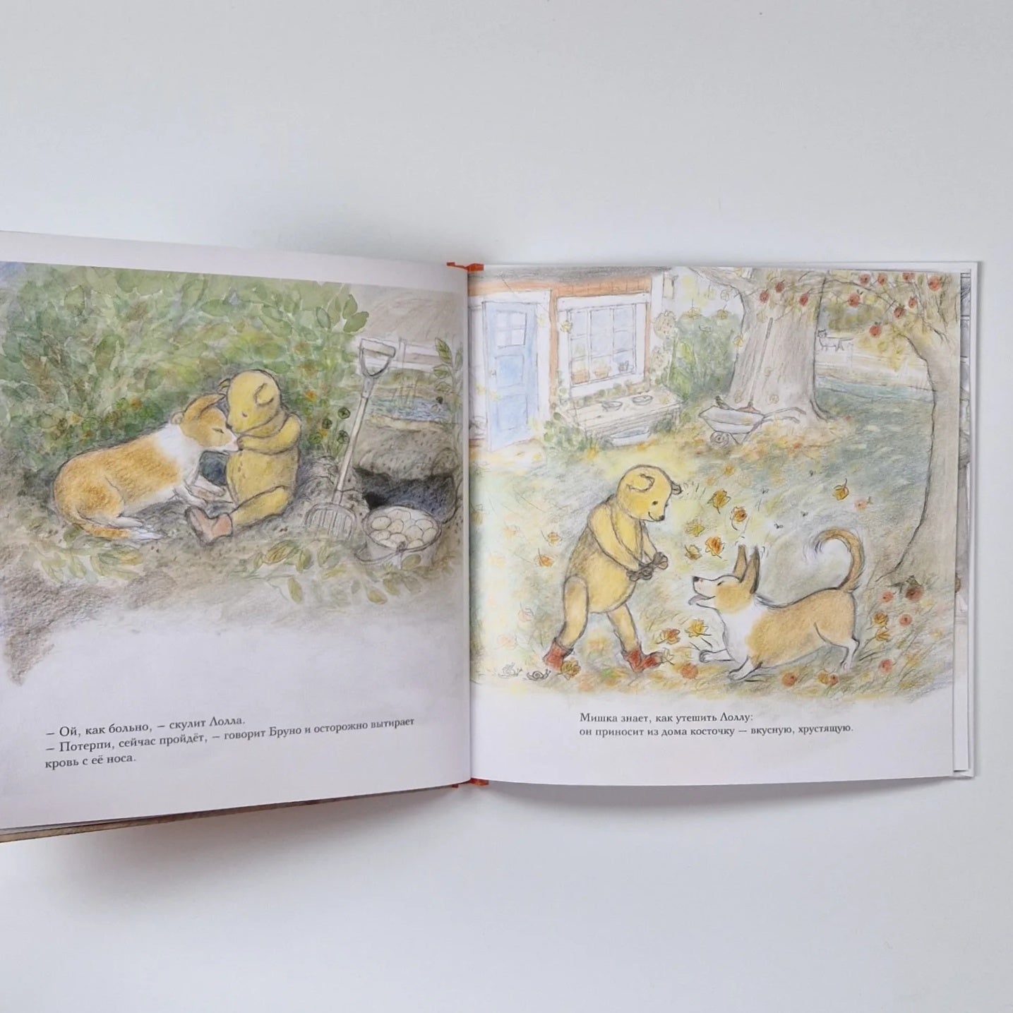 Autumn of Bruno the Bear