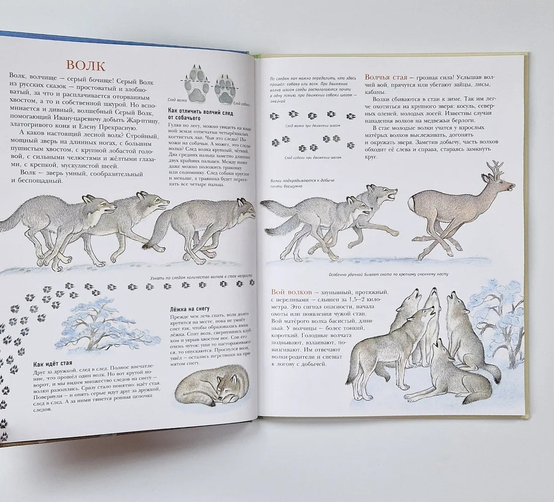 Traces. Life of animals and birds in pictures and short stories